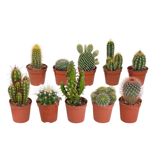 Cactus mix 10 stuks in 5,5 cm pot